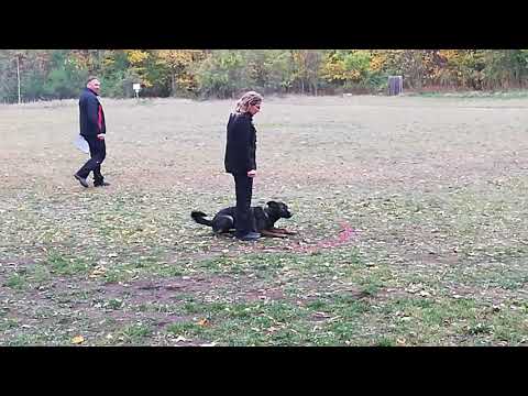 Aps vom Rosseleck IPO1 C 95Pkt.