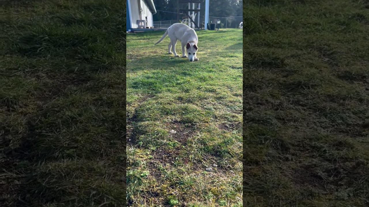 Enlarge CHINOOK...Super Sweet!!!, a ADOPTABLE mixed breed in Olympia, WA video 5/6