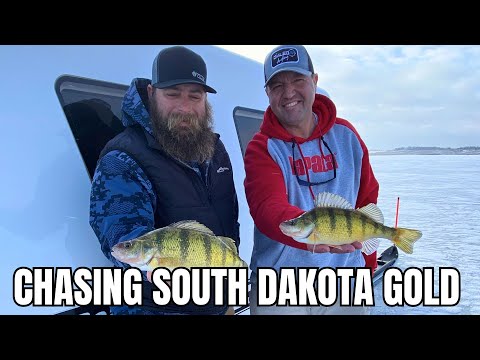 Chasing South Dakota Gold | Dialed In Angling