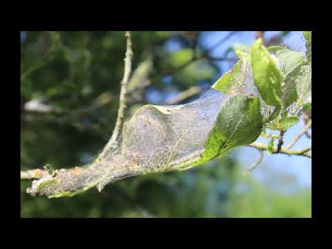 Idegem' Mooie wandeling in de Nuchten, 2023