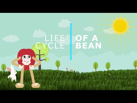 Life Cycle of a Bean | All about Beans || #lifecycles #summerlearning