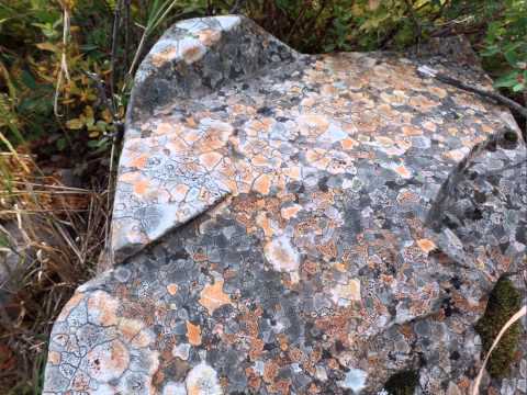 User submitted video