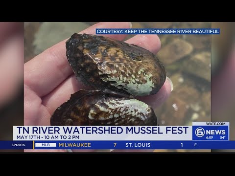 New festival celebrating freshwater mussels in Tennessee