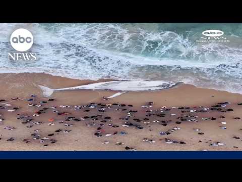 Shark lingers in waters near washed-up whale carcass
