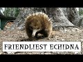 Friendliest Echidna