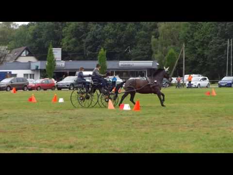 Fahrturnier Lette 17.9.2016