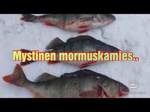 Pilkillä | mystinen mormuskamies | Isoa ahventa