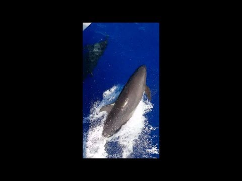 More Dolphins on the bow - Nordhavn 76 Take 5 in the Bahamas