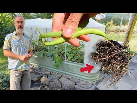 Don’t Pull Your Green Beans — This Is Gardening 101