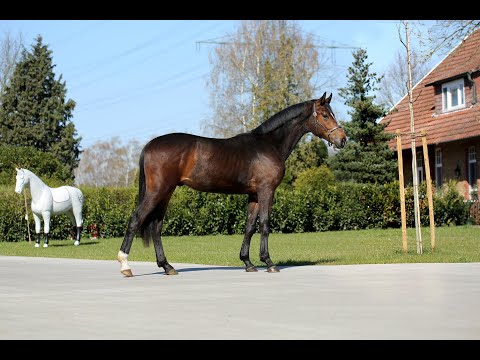 'Don Indigo' 2018 Colt by Don Index x Furst Nymphenburg