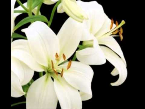 Lirio Blanco Vals F. Canaro E Fama