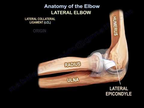 Anatomy of the Elbow - Everything You Need To Know - Dr. Nabil Ebraheim