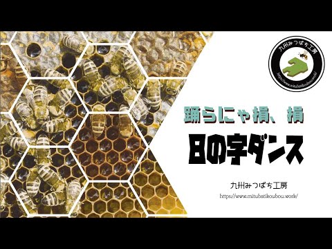 ミツバチの言語 トピックス