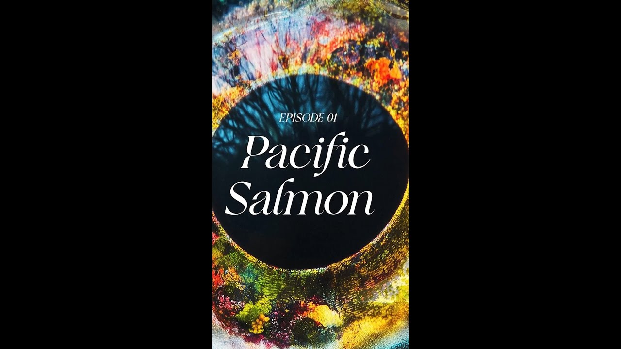 How Do Salmon Find Their Way Home? 🐟 | This Is Wild Podcast