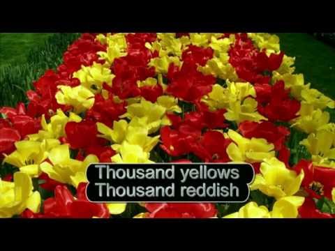 download lagu mp3 mp4 Tulips From Amsterdam Karaoke, download lagu Tulips From Amsterdam Karaoke gratis, unduh video klip Tulips From Amsterdam Karaoke
