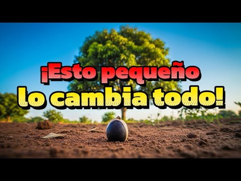 The mustard seed: the secret of the Kingdom that many overlook