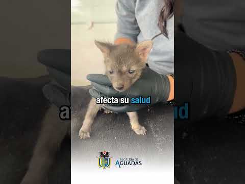 Una Navidad que ilumina vidas, no cielos