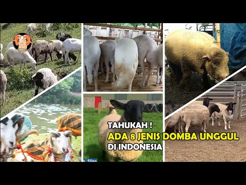 , title : 'Jenis-jenis Domba di Indonesia Yang Cocok Untuk di Budidayakan'