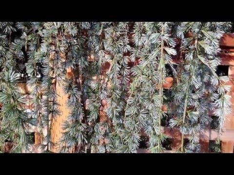 Cedrus atlanticaについて詳しく解説