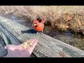 Hand-feeding Birds in Slow Mo - Northern Cardinal