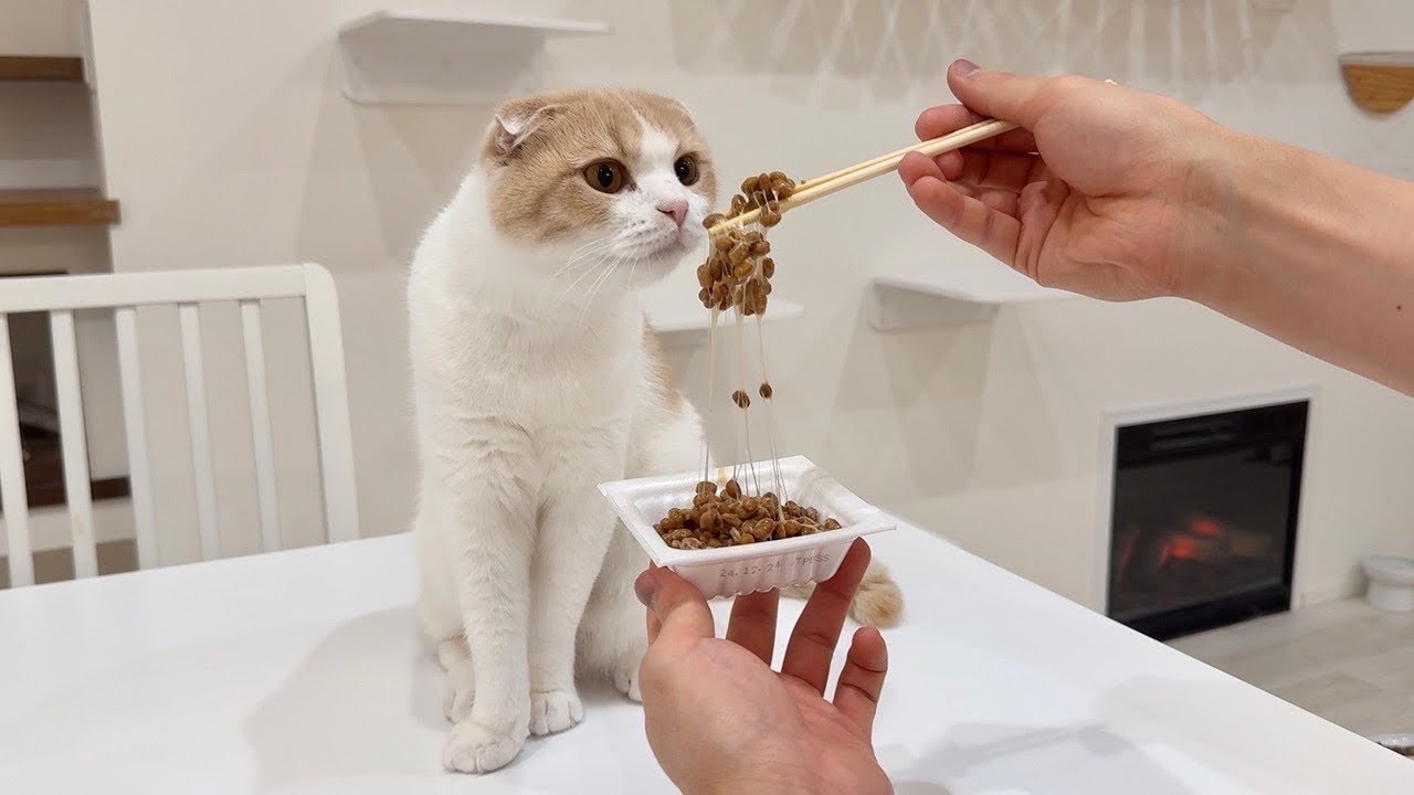 猫がくれくれ言うので初めて納豆を食べさせてみたらまさかのこうなりましたwww