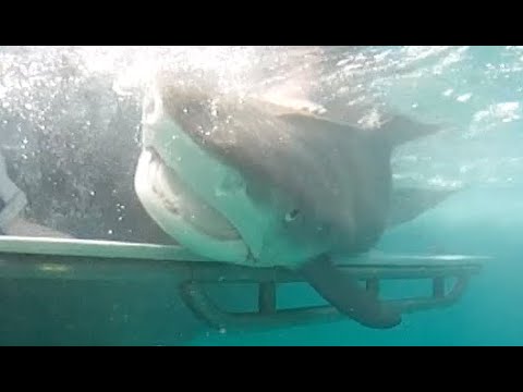 120719 Shark Research RJ Dunlap Trip Video