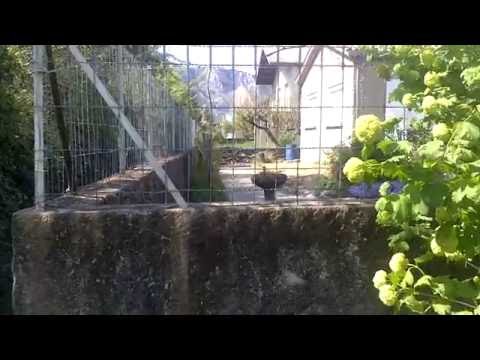 Le saut du chien énerver