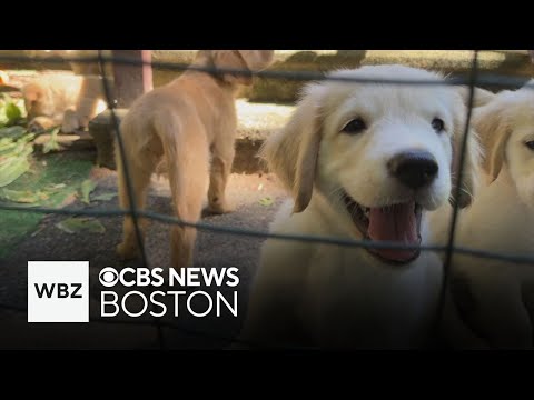 Puppies rescued from animal cruelty case now up for adoption in Sturbridge - YouTube