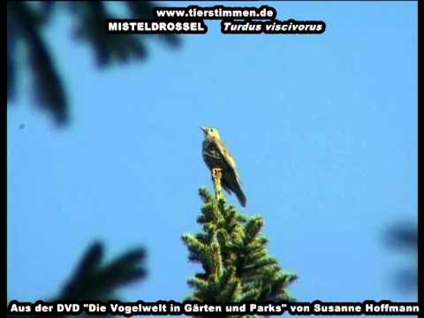Misteldrossel mit dem fanfarenartigen Gesang - Turdus viscivorus
