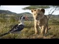 Yo quisiera ya ser un Rey - El Rey León