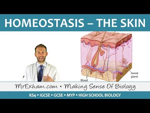 Homeostasis and the Skin - GCSE Biology (9-1)