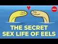 No one can figure out how eels have sex - Lucy Cooke