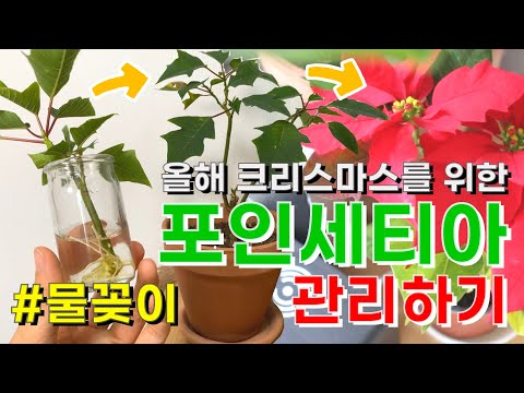 , title : '작년 크리스마스에 데려온 포인세티아 관리하기! (feat.물꽂이)'