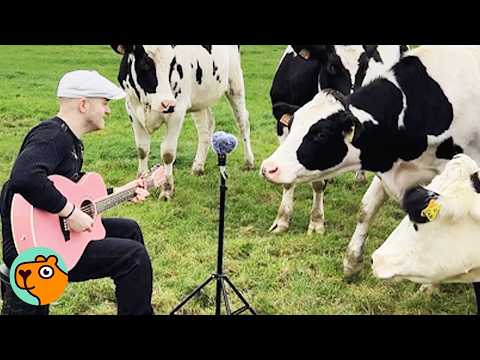 Man Sings To Cows And Horses To Make Them Feel Better | Cuddle Buddies
