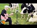 Man Sings To Cows And Horses To Make Them Feel Better Cuddle Buddies