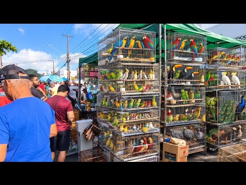 FEIRA DO PÁSSARO EXÓTICO DE CAMPINA GRANDE-PB BAIRRO DA PRATA 