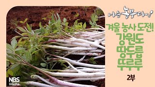 [나는농부다 238회 2부] 겨울 농사 도전! 강원도 땅두릅 뚜루루