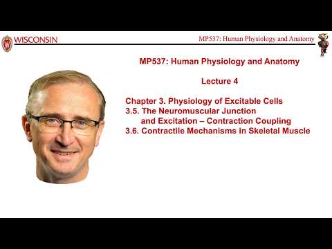 Lecture 4 of Medical Physics 537, Human Physiology and Anatomy, with course instructor Marty Pagel