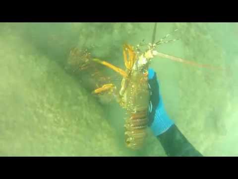 download lagu mp3 mp4 Crayfish Season South Africa, download lagu Crayfish Season South Africa gratis, unduh video klip Crayfish Season South Africa