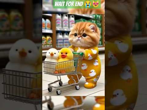 cat,s got paid,#cats ,#cute ,#kitten 🐈😻😛, Ayush cat