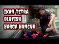 Kelemahan Dari Bedagang Ikan Hias