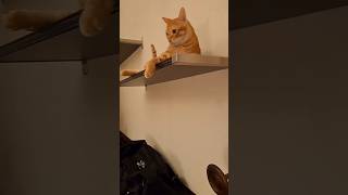 #cat #cute #catvideo #cutecat #funnyvideo #funny #pets