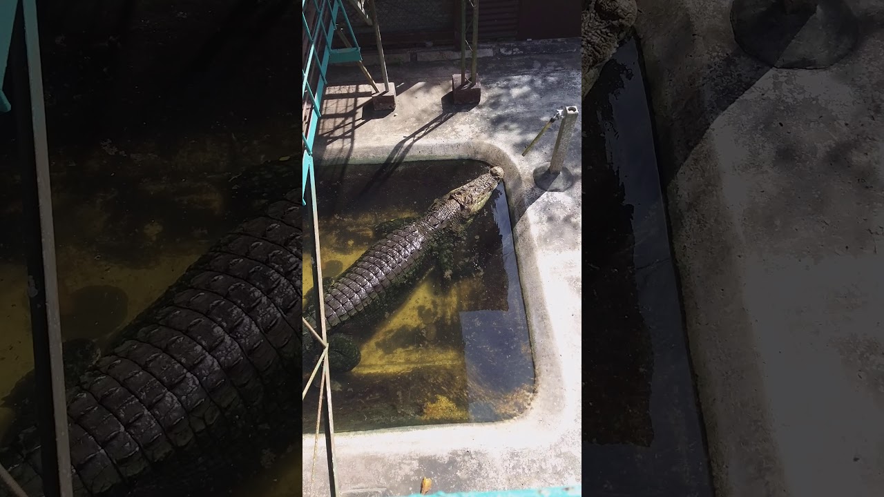 YouTube Short thumbnail