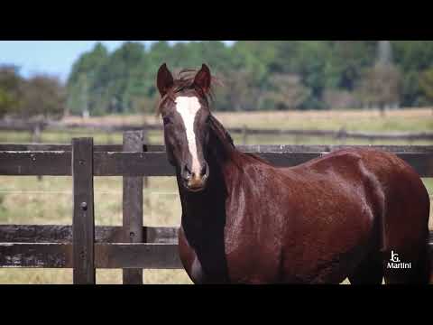 QUINTA SINFONIA DA TAMAREIRA