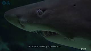 דגים - הזרמת המים לזימים