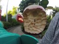 Flicks Fun Fair