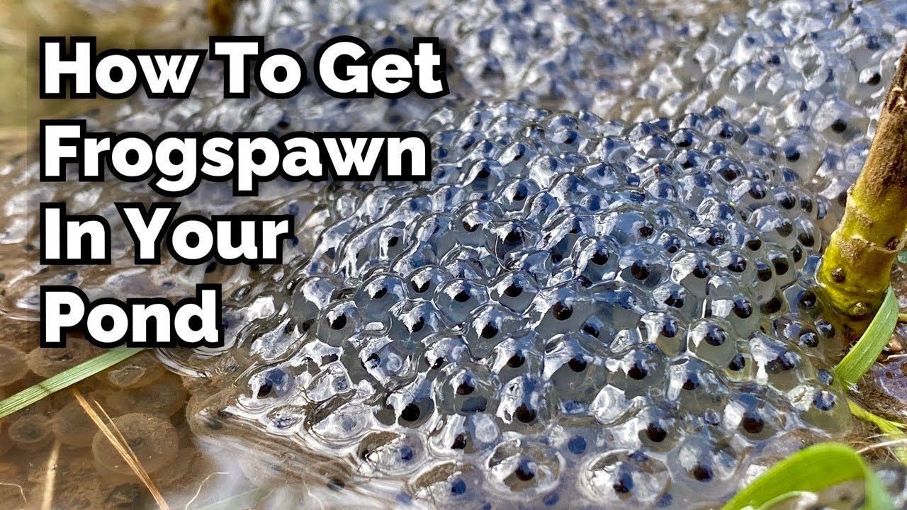 How to Encourage Frogspawn in Your Pond