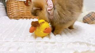 ポメラニアンの動画02