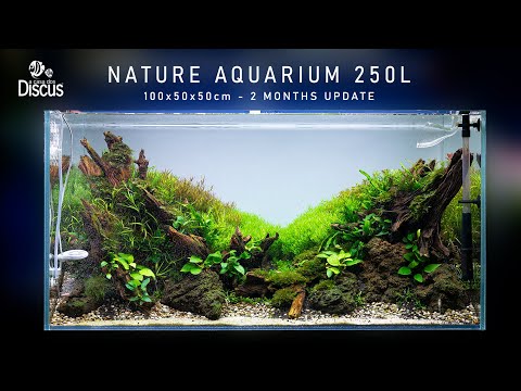 Nature Aquarium 250L  (2 months update) - A Casa dos Discus
