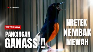 Download lagu MURAI BATU GACOR FULL ISIAN TEMBAKAN KASAR KRETEKAN GANAS AMPUH MEMANCING EMOSI MURAI BATU mp3